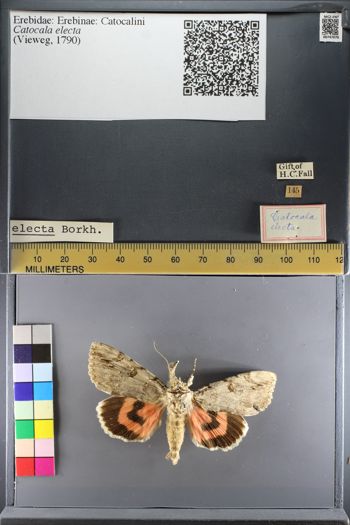 Media type: image;   Entomology 747076